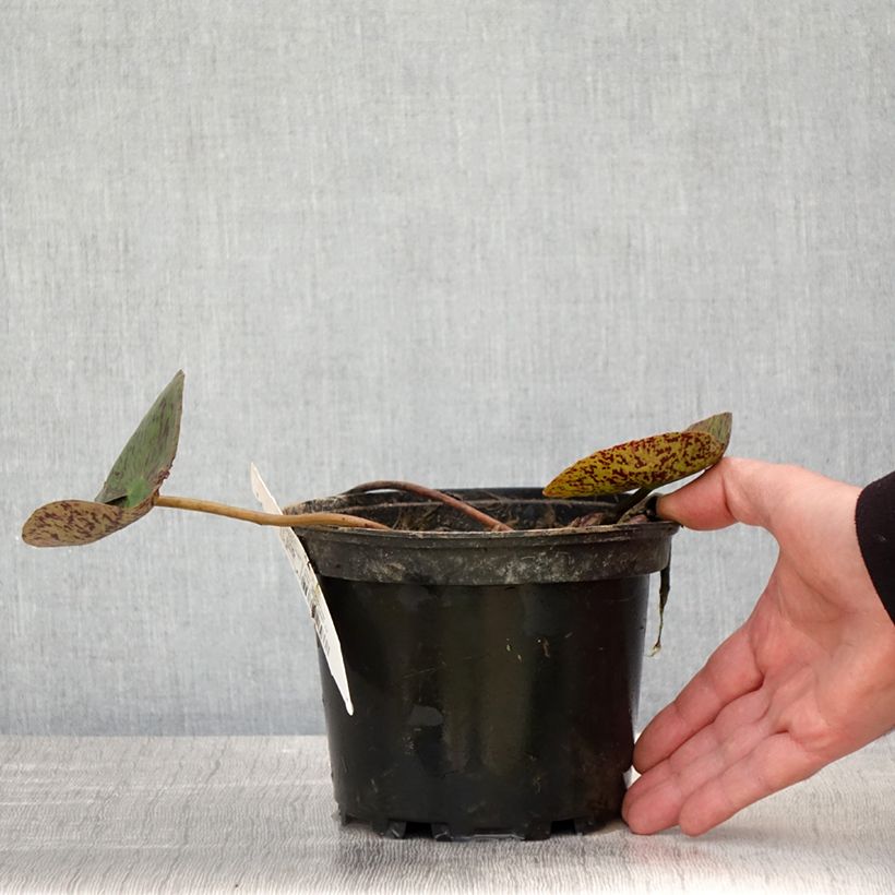 Amostra de Nenúfar Florida Sunset Vaso de 1,5 L/2 L tal como entregue na primavera