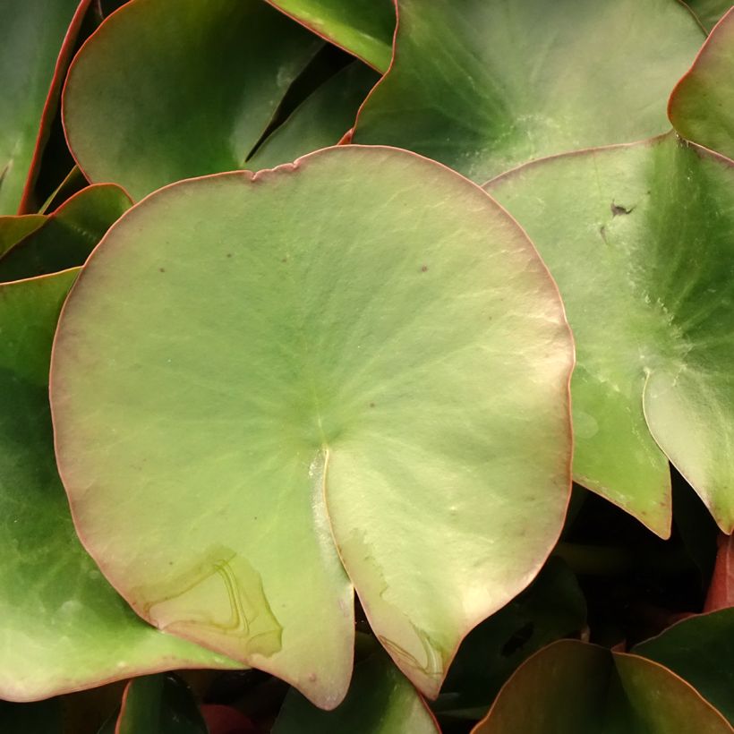 Nenúfar Froebelii (Folhagem)