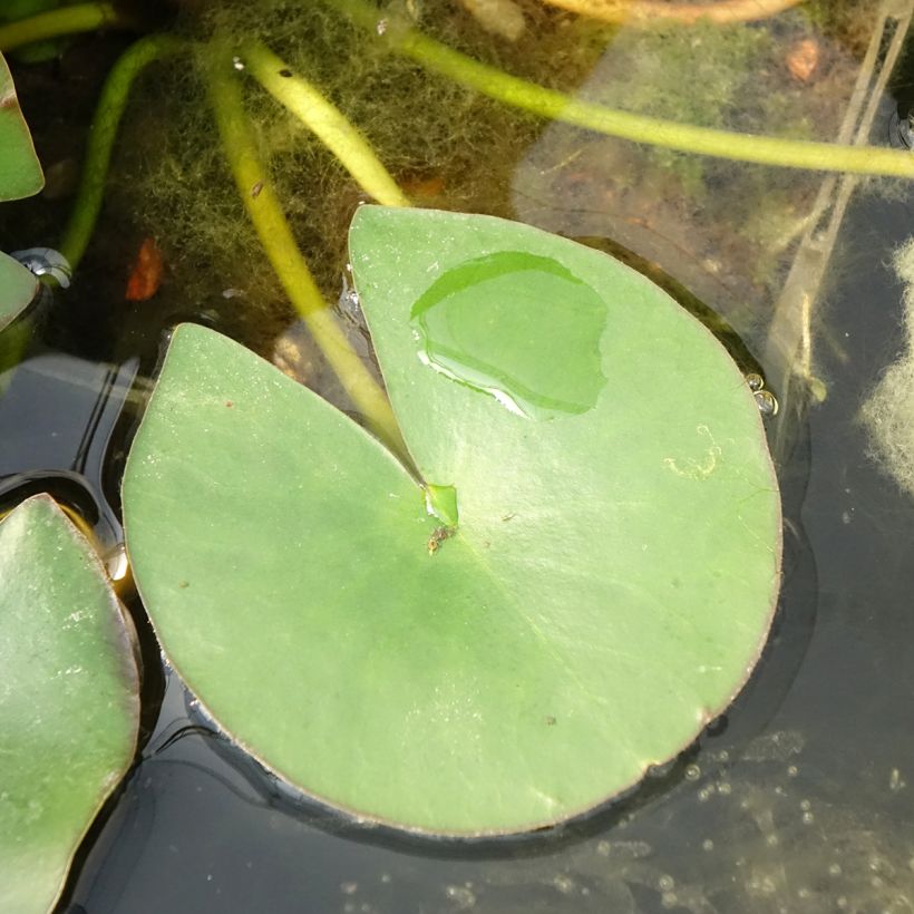 Nenúfar Gladstoniana (Folhagem)