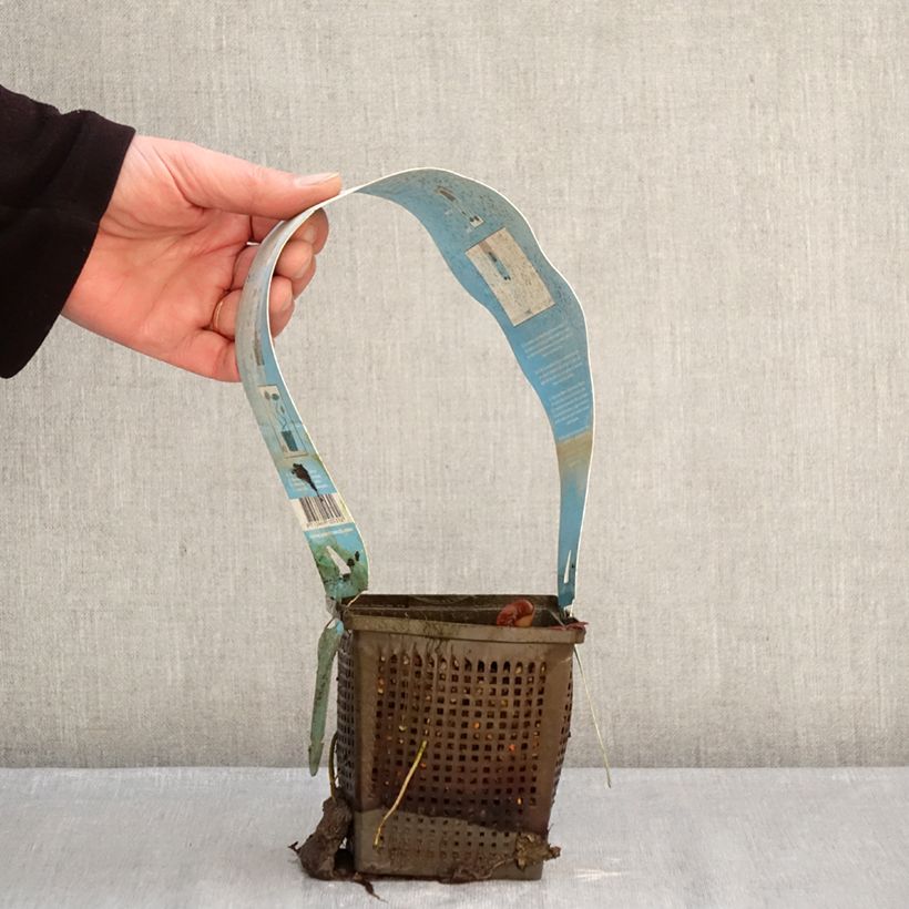 Amostra de Nymphaea Gladstoniana - Nénuphar rustique Pot de 1L/1,5L tal como entregue no inverno