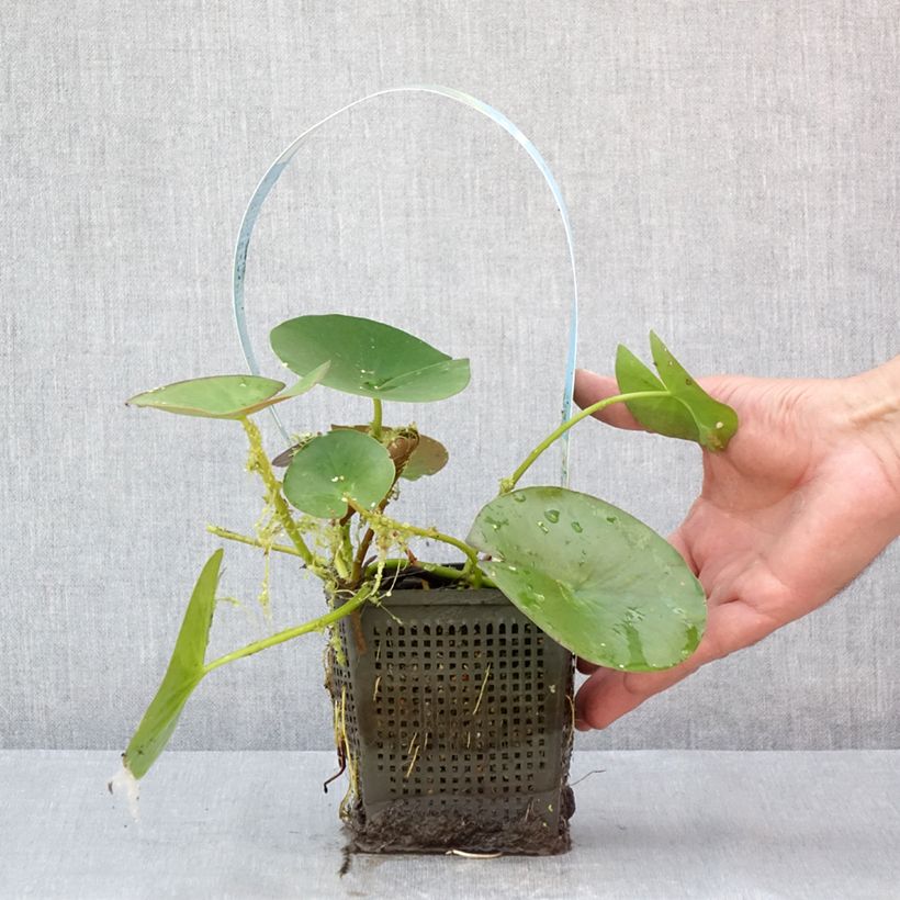 Amostra de Nymphaea Gonnere - Nénuphar rustique Pot de 1L/1,5L tal como entregue no verão