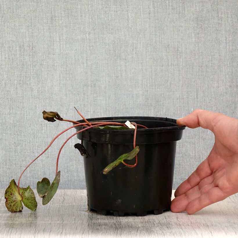 Amostra de Nymphaea Graziella - Nénuphar nain rustique Pot de 1,5L/2L tal como entregue na primavera