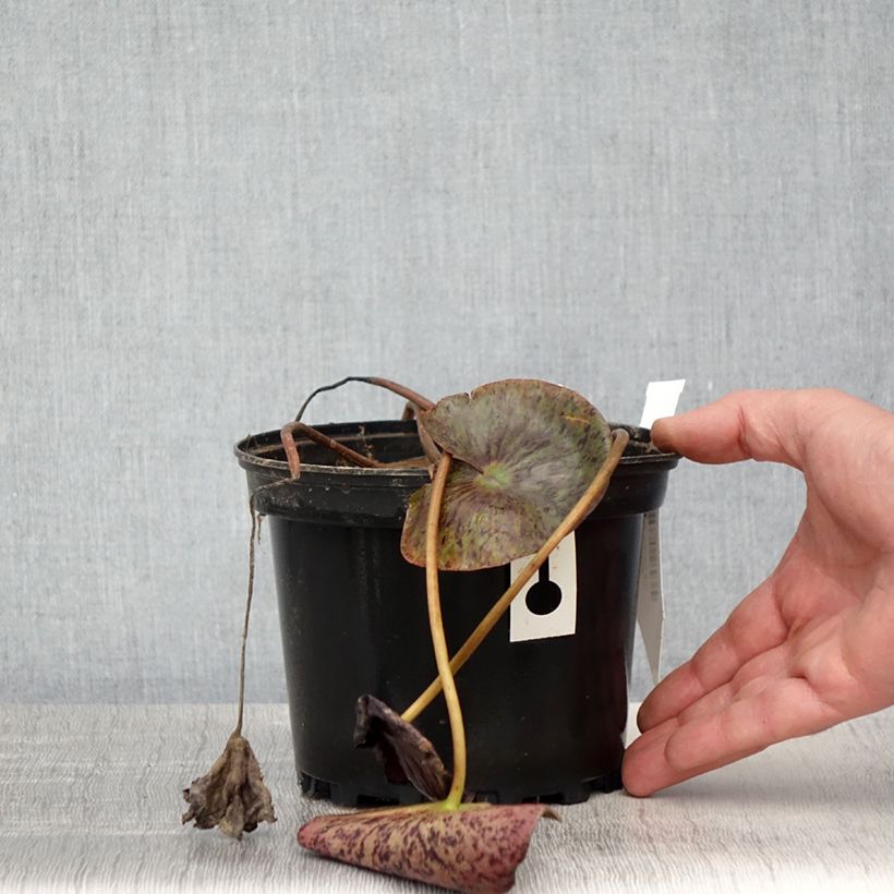 Amostra de Nenúfar Gregg's Orange Beauty Vaso de 1,5 L/2 L tal como entregue na primavera