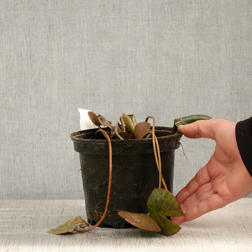 Amostra de Nenúfar Gypsy Vaso de 1,5 L/2 L tal como entregue na primavera