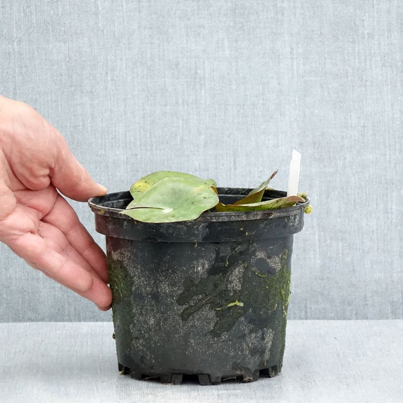 Amostra de Nenúfar Gypsy Vaso de 1,5 L/2 L tal como entregue no verão
