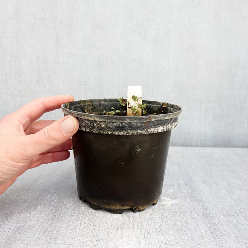 Amostra de Nymphaea Gypsy - Nénuphar nain rustique rouge Vaso de 1,5 L/2 L tal como entregue no inverno