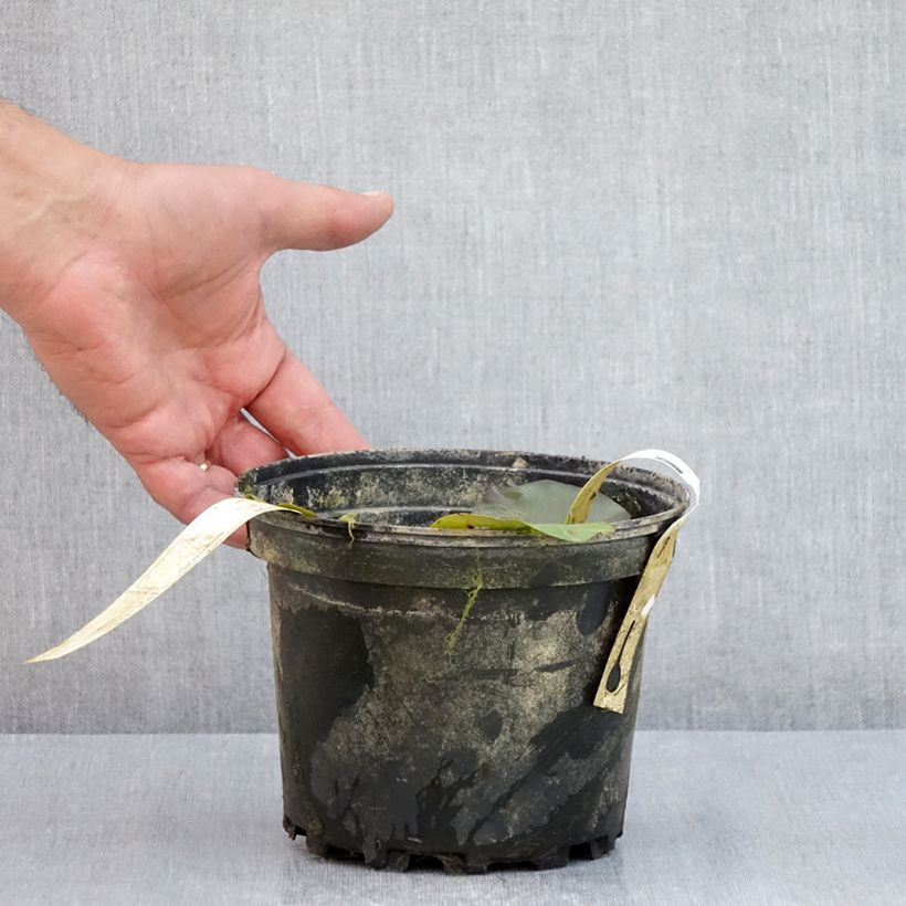 Amostra de Nenúfar Hal Miller Vaso de 1,5 L/2 L tal como entregue no verão