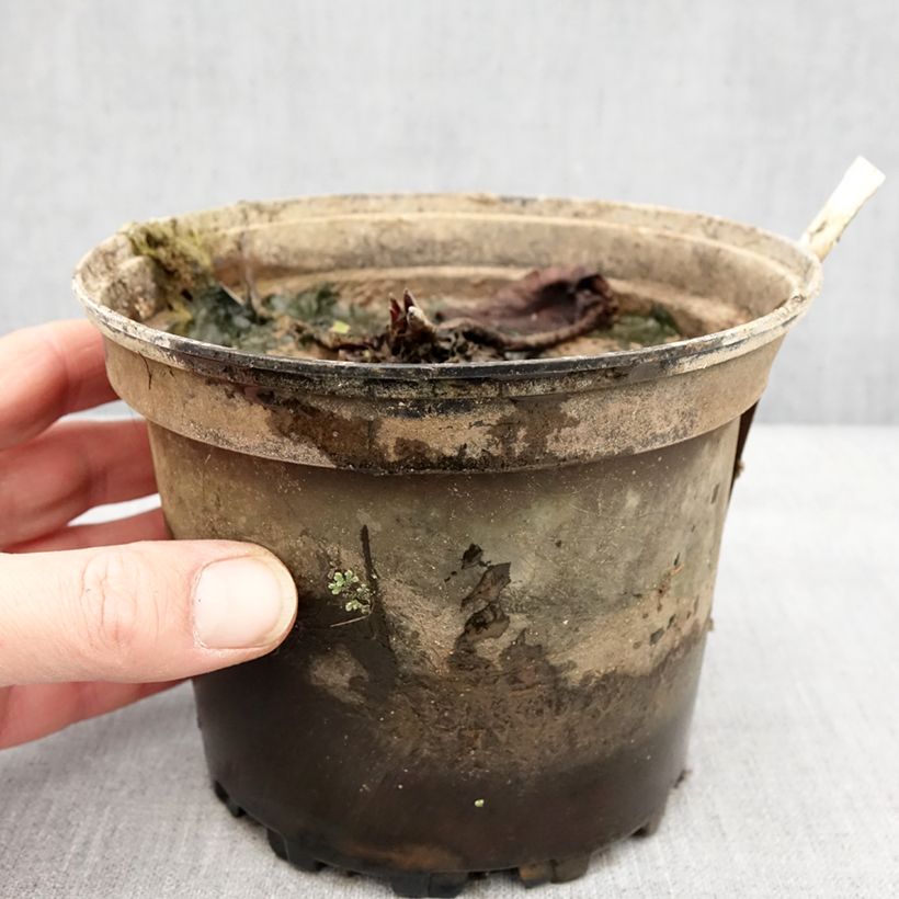 Amostra de Nymphaea Hal Miller - Nénuphar blanc rustique Pot de 1,5L/2L tal como entregue no inverno