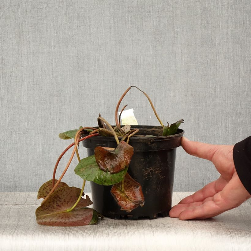 Amostra de Nenúfar Hal Miller Vaso de 1,5 L/2 L tal como entregue na primavera