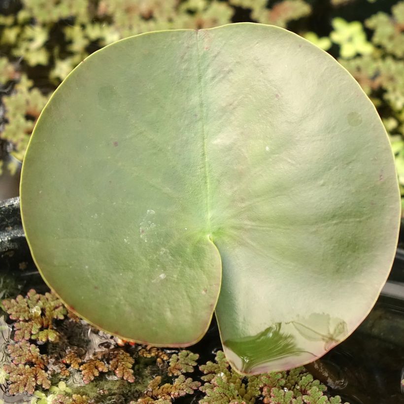 Nenúfar Hermine (Folhagem)