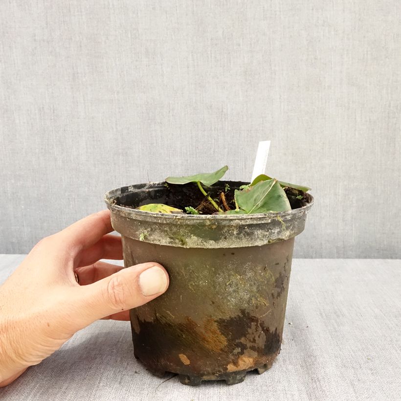 Amostra de Nenúfar Hermine Vaso de 1,5 L/2 L tal como entregue no verão
