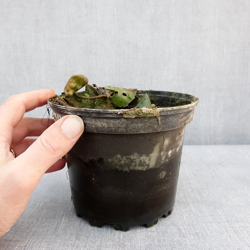 Amostra de Nymphaea Hermine - Nénuphar blanc rustique Pot de 1,5L/2L tal como entregue no inverno