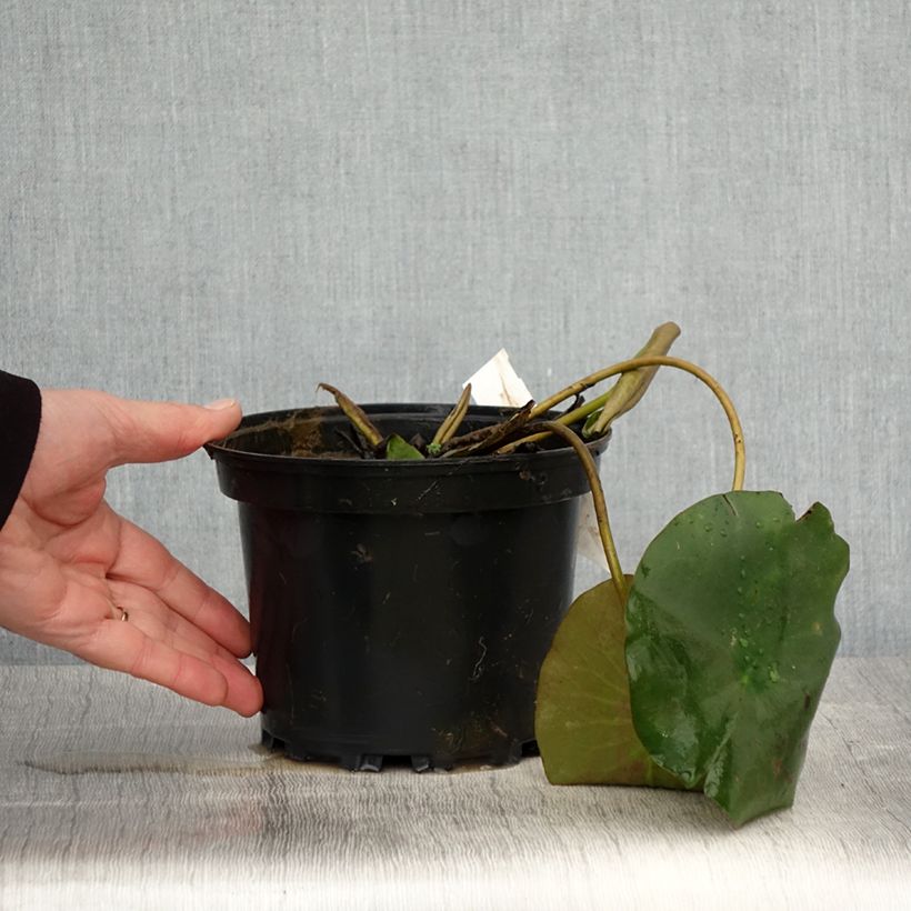 Amostra de Nenúfar Hermine Vaso de 1,5 L/2 L tal como entregue na primavera