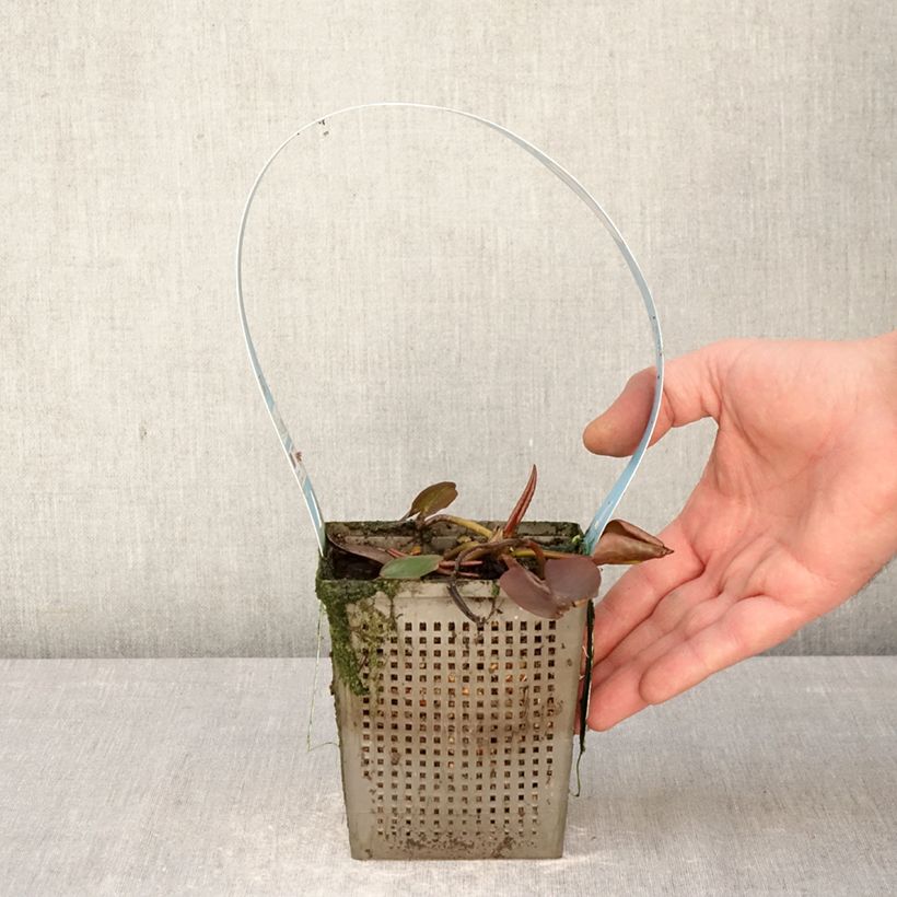 Amostra de Nenúfar Hollandia Vaso de 1 L/1,5 L tal como entregue na primavera
