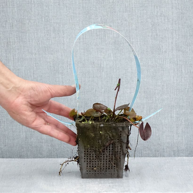 Amostra de Nenúfar James Brydon Vaso de 1 L/1,5 L tal como entregue no verão
