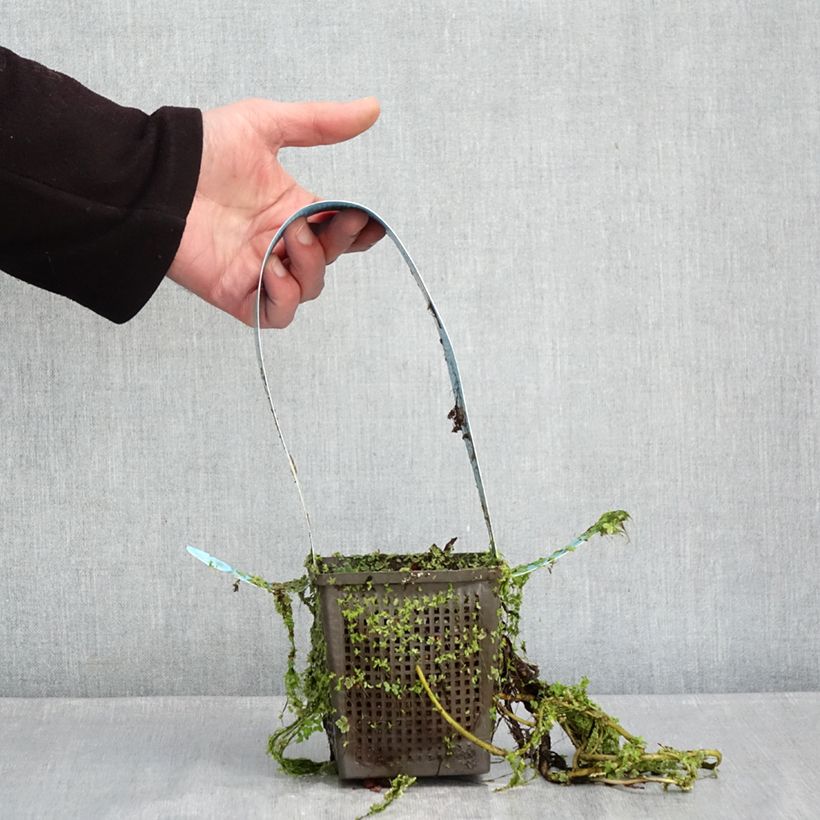 Amostra de Nymphaea James Brydon - Nénuphar rustique Vaso de 1 L/1,5 L tal como entregue no inverno