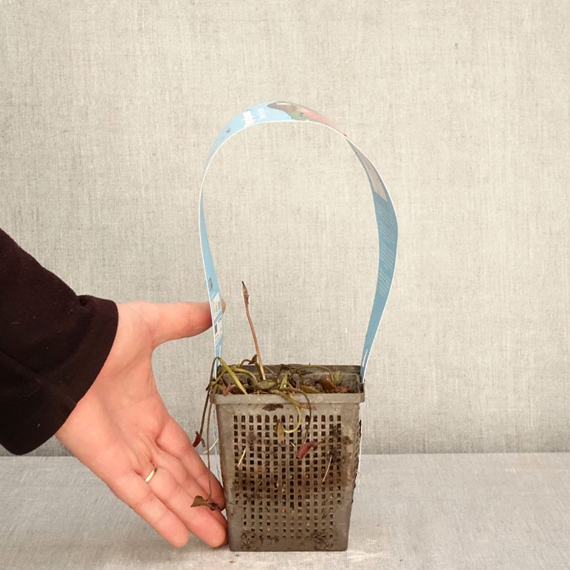 Amostra de Nenúfar James Brydon Vaso de 1 L/1,5 L tal como entregue na primavera