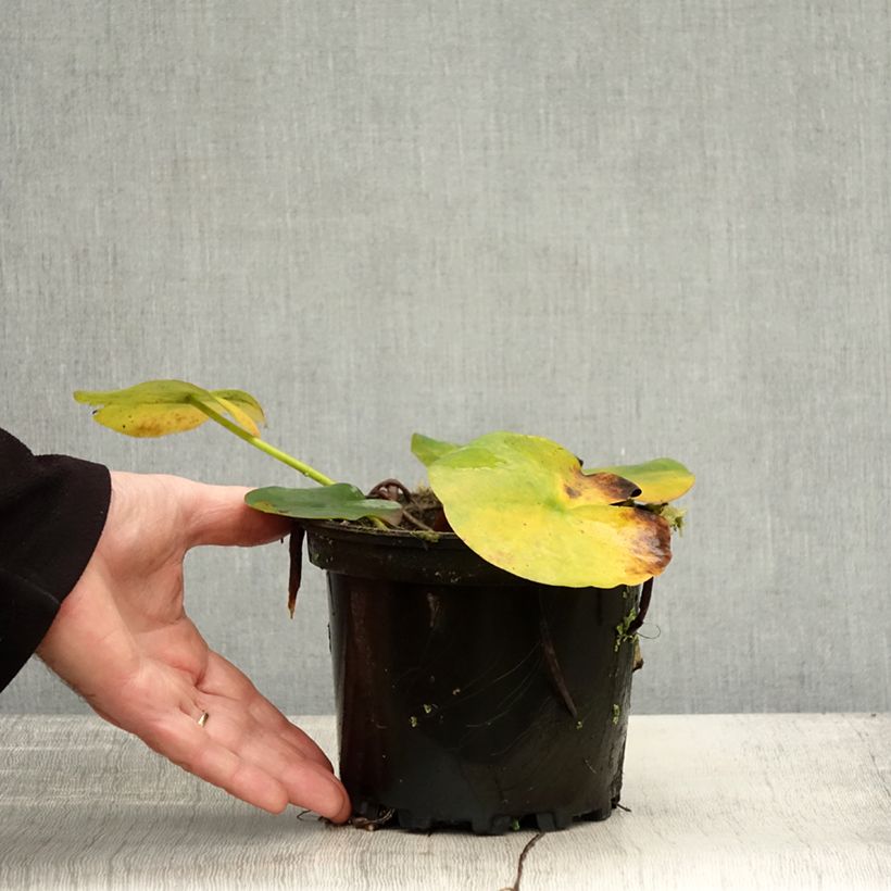 Amostra de Nymphaea Jean de la Marsalle - Nénuphar rustique rouge rose Pot de 1,5L/2L tal como entregue no outono