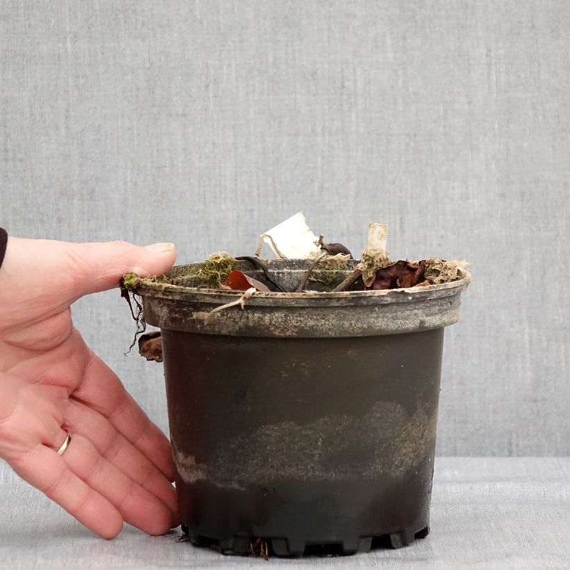 Amostra de Nymphaea Jean de la Marsalle - Nénuphar rustique rouge rose Pot de 1,5L/2L tal como entregue no inverno