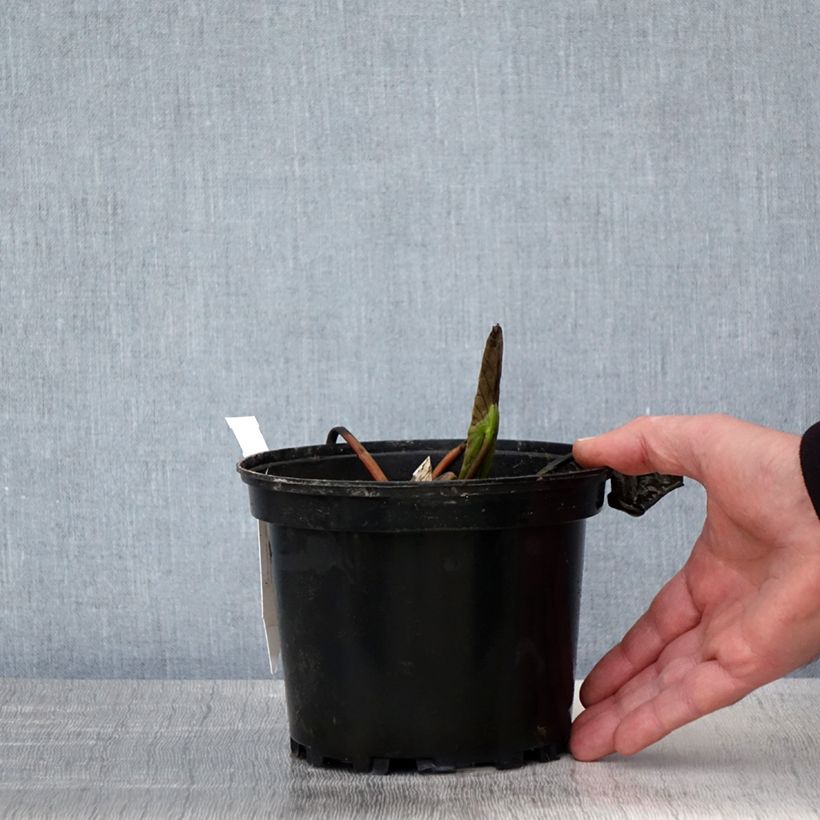 Amostra de Nenúfar Jean de la Marsalle Vaso de 1,5 L/2 L tal como entregue na primavera