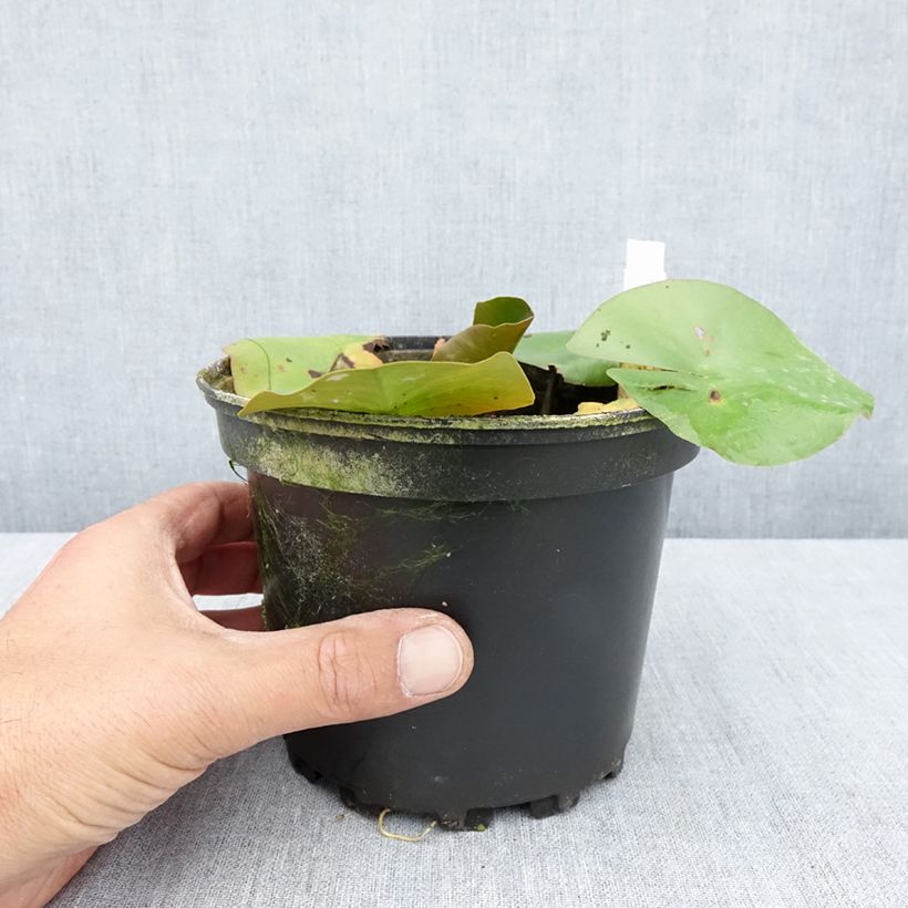 Amostra de Nenúfar Jean de la Marsalle Vaso de 1,5 L/2 L tal como entregue no verão