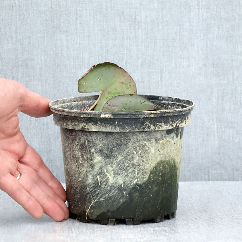 Amostra de Nymphaea Karleen Harder - Nénuphar rustique orange cuivré Pot de 1,5L/2L tal como entregue no verão