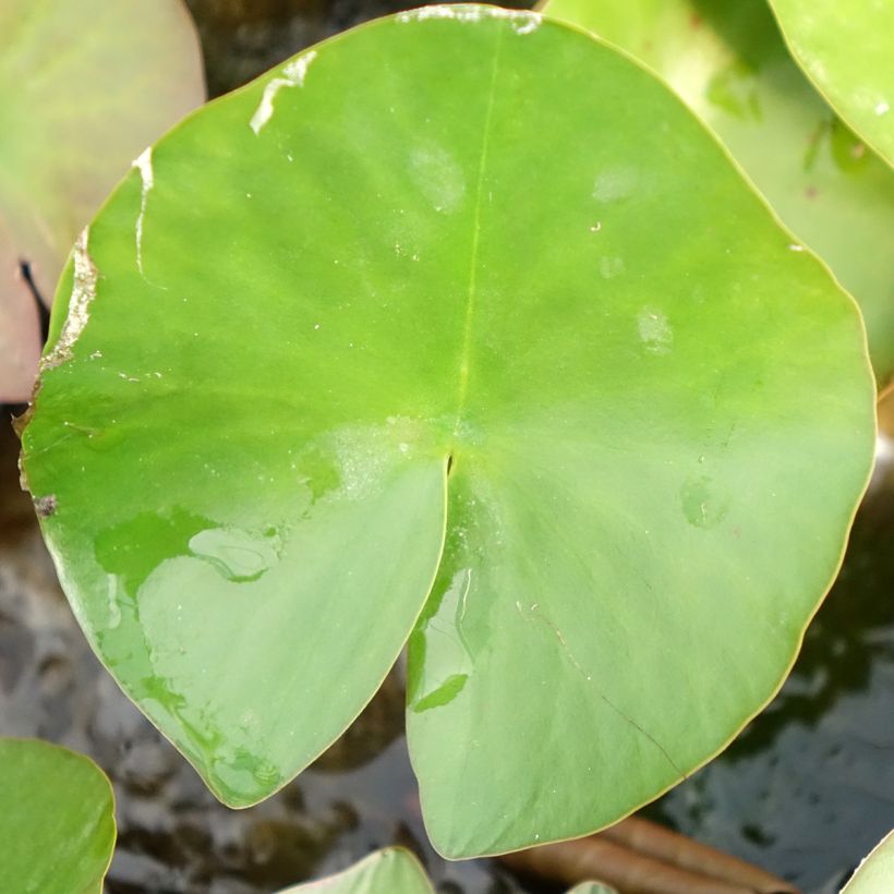 Nenúfar Lactea (Folhagem)