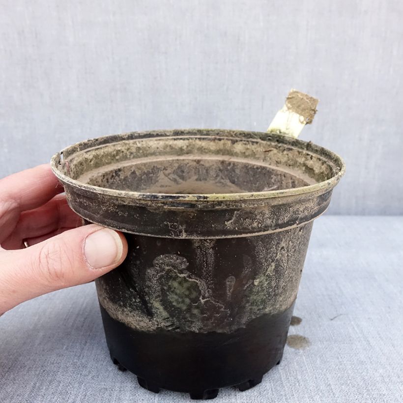 Amostra de Nymphaea Lactea - Nénuphar rustique blanc Pot de 1,5L/2L tal como entregue no inverno