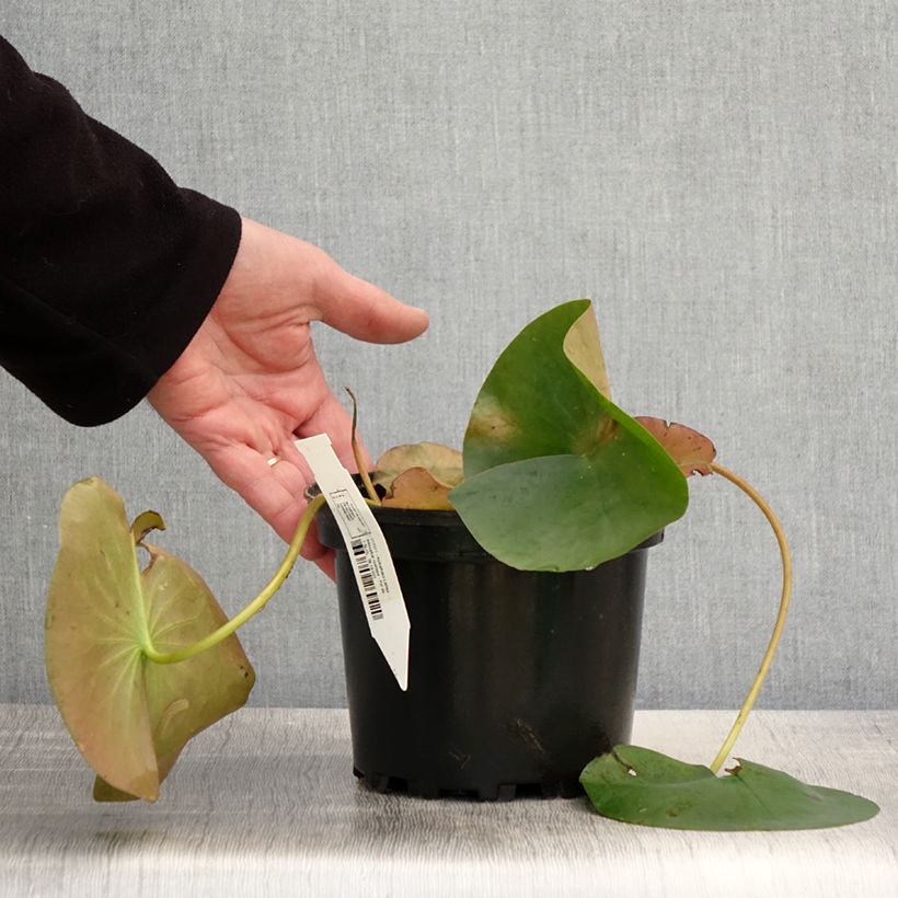 Amostra de Nenúfar Lactea Vaso de 1,5 L/2 L tal como entregue na primavera