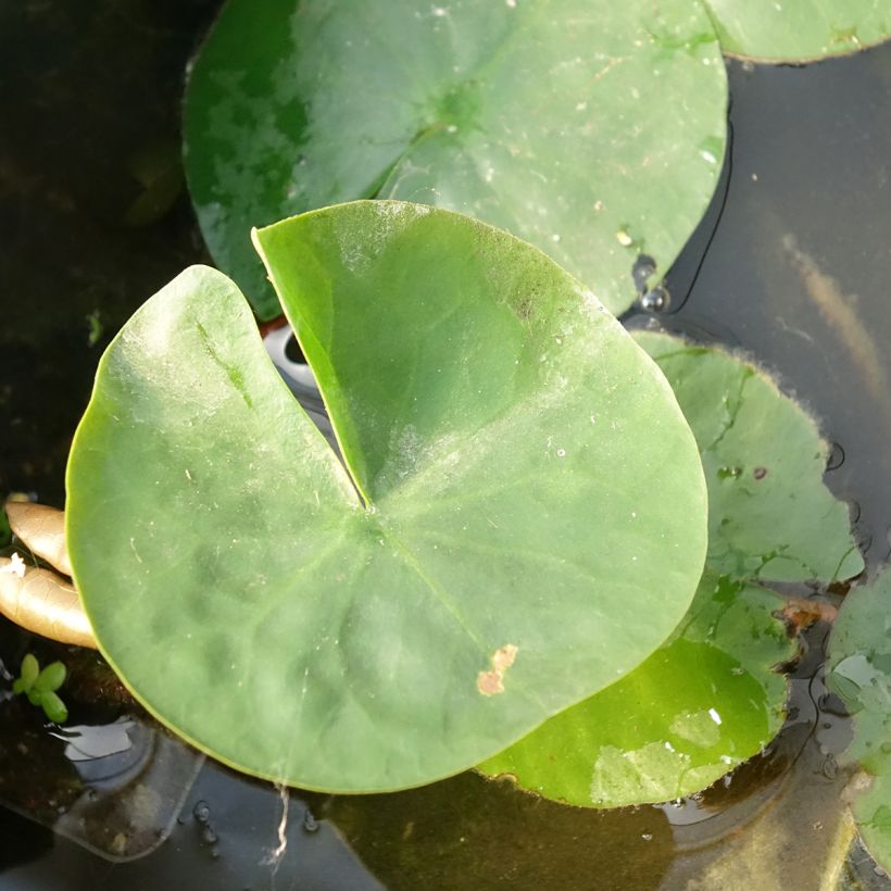 Nenúfar Laydekeri Liliacea (Folhagem)