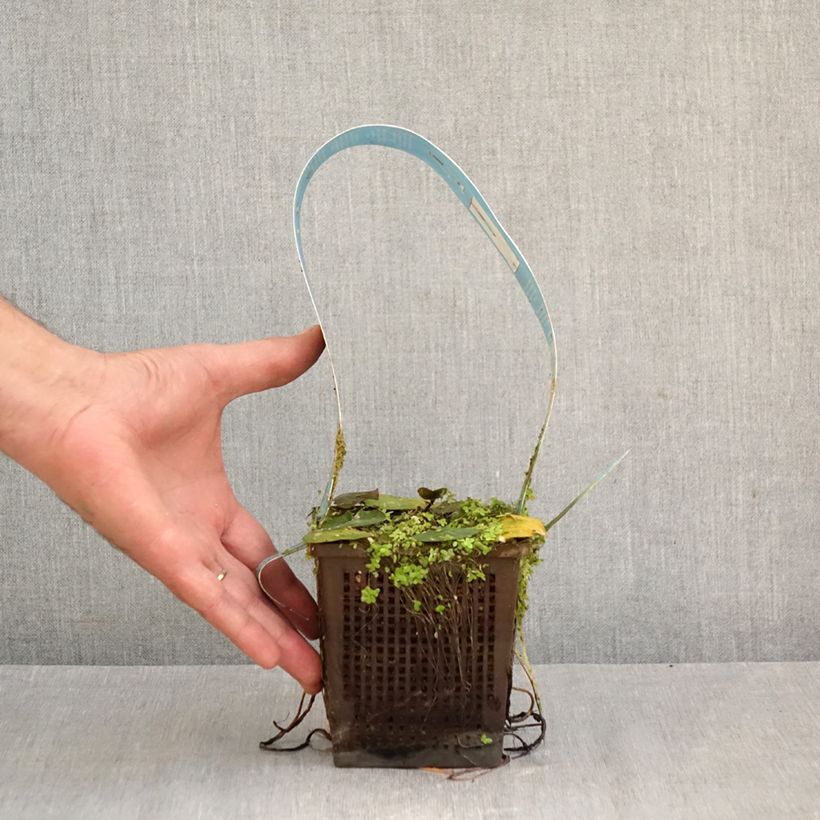Amostra de Nenúfar Laydekeri Liliacea Vaso de 1 L/1,5 L tal como entregue no outono
