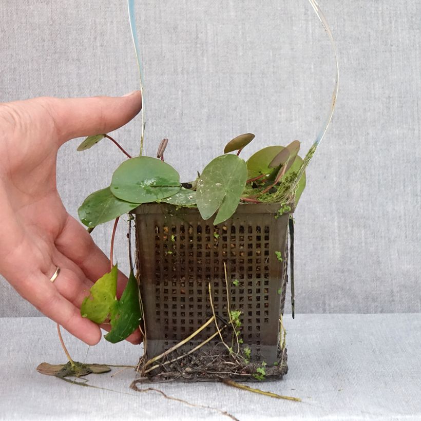 Amostra de Nenúfar Laydekeri Liliacea Vaso de 1 L/1,5 L tal como entregue no verão