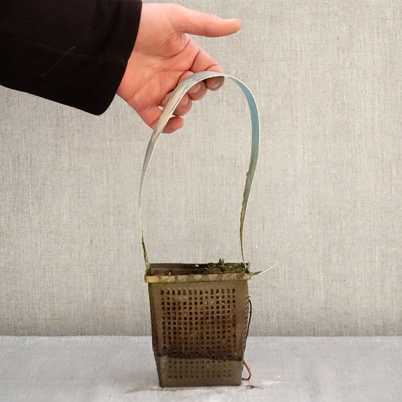 Amostra de Nymphaea Laydekeri Liliacea - Nénuphar rustique Vaso de 1 L/1,5 L tal como entregue no inverno