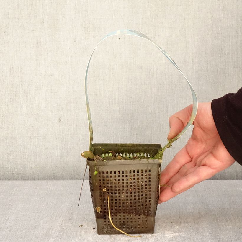 Amostra de Nenúfar Laydekeri Liliacea Vaso de 1 L/1,5 L tal como entregue na primavera