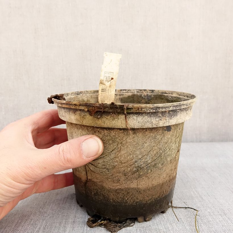 Amostra de Nymphaea Lemon Chiffon - Nénuphar rustique jaune Pot de 1,5L/2L tal como entregue no inverno