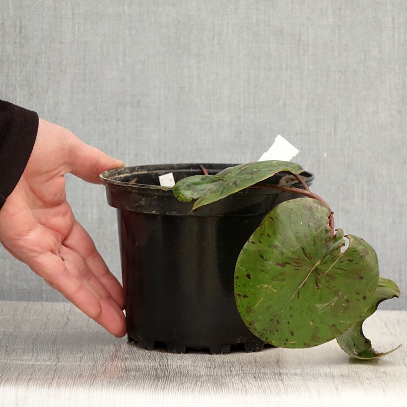 Amostra de Nenúfar Lemon Chiffon Vaso de 1,5 L/2 L tal como entregue na primavera