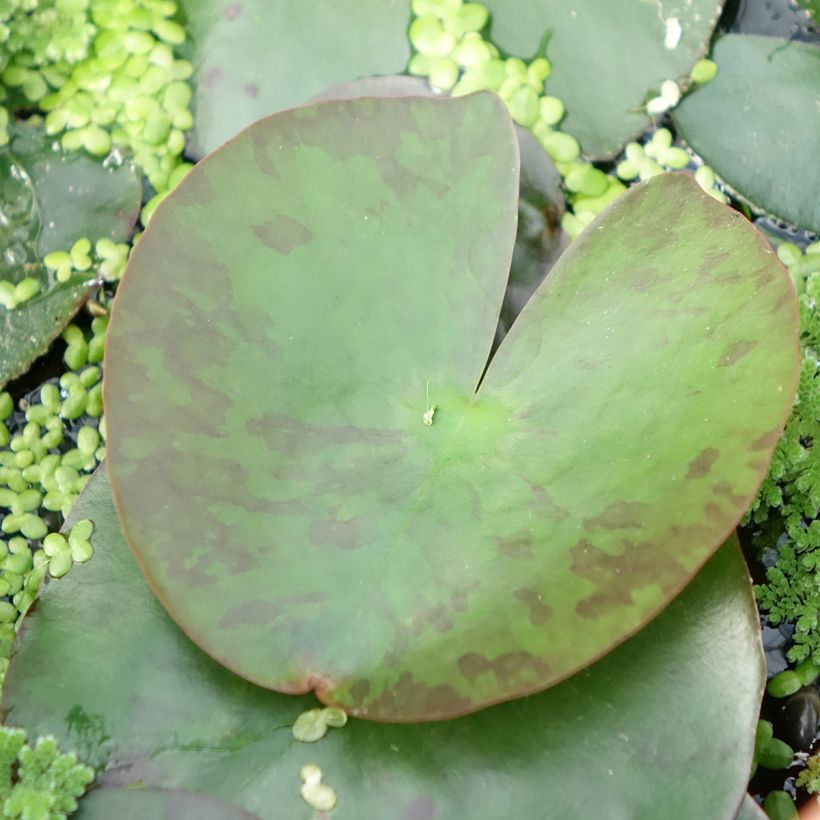 Nenúfar Lemon Mist (Folhagem)