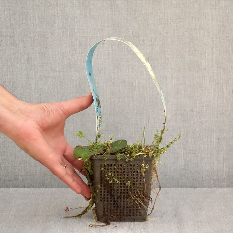 Amostra de Nenúfar Lemon Mist Vaso de 1 L/1,5 L tal como entregue na primavera