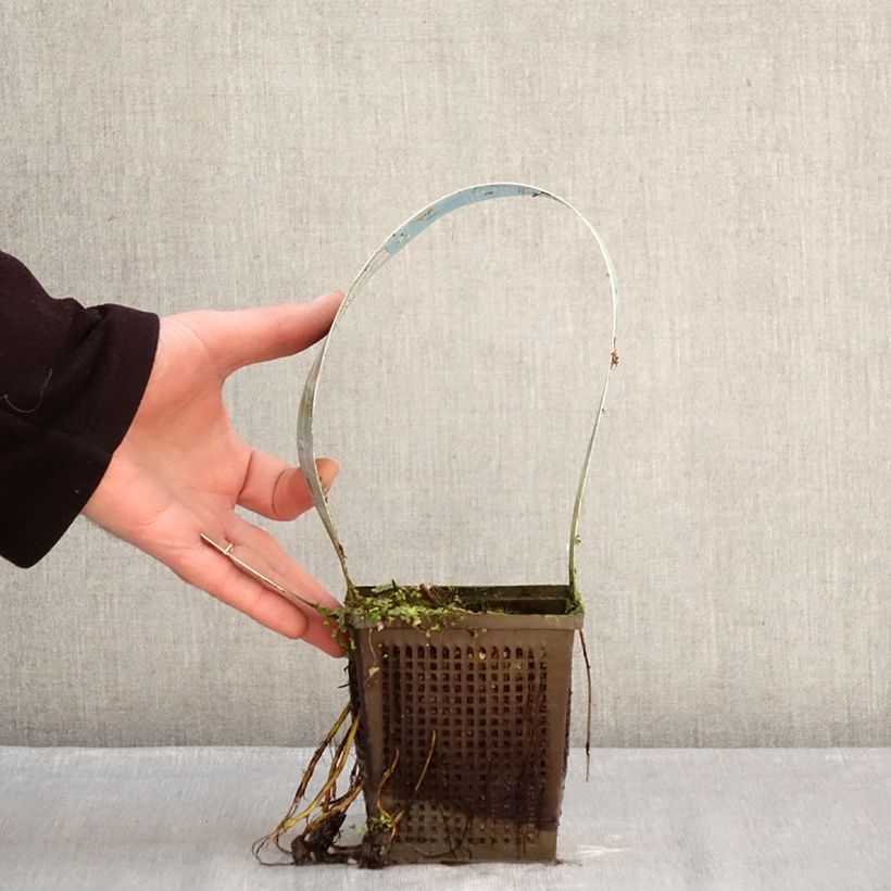 Amostra de Nymphaea Lemon Mist - Nénuphar rustique jaune citron Vaso de 1 L/1,5 L tal como entregue no inverno