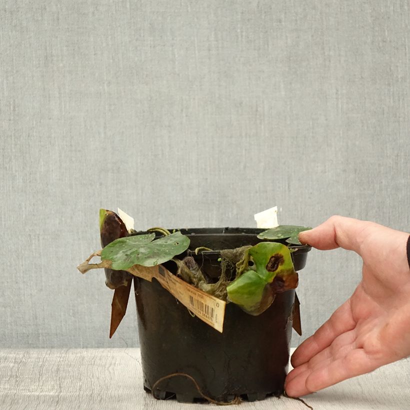Amostra de Nymphaea Lily Pons - Nénuphar rustique rose Pot de 1,5L/2L tal como entregue no outono