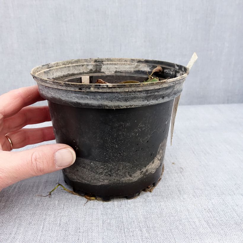 Amostra de Nymphaea Lily Pons - Nénuphar rustique rose Pot de 1,5L/2L tal como entregue no inverno