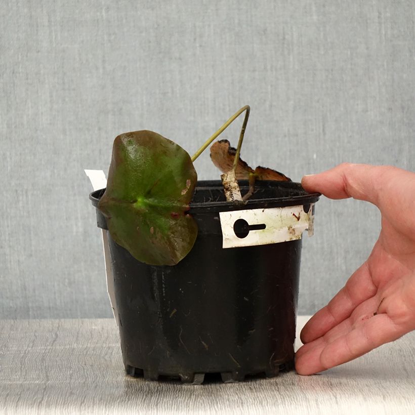 Amostra de Nenúfar Lily Pons Vaso de 1,5 L/2 L tal como entregue na primavera