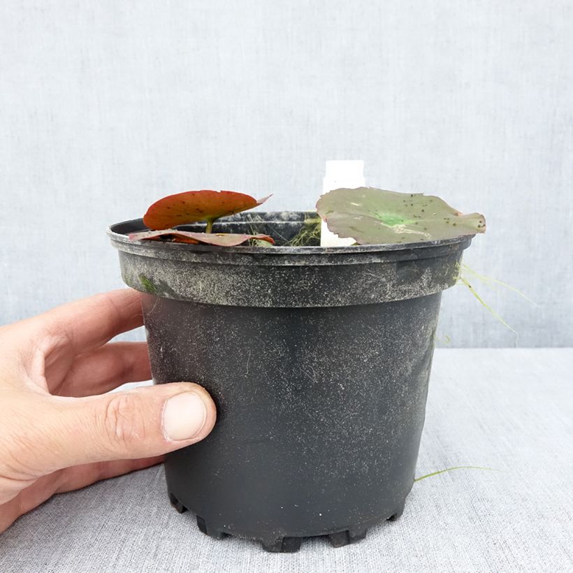 Amostra de Nenúfar Lily Pons Vaso de 1,5 L/2 L tal como entregue no verão
