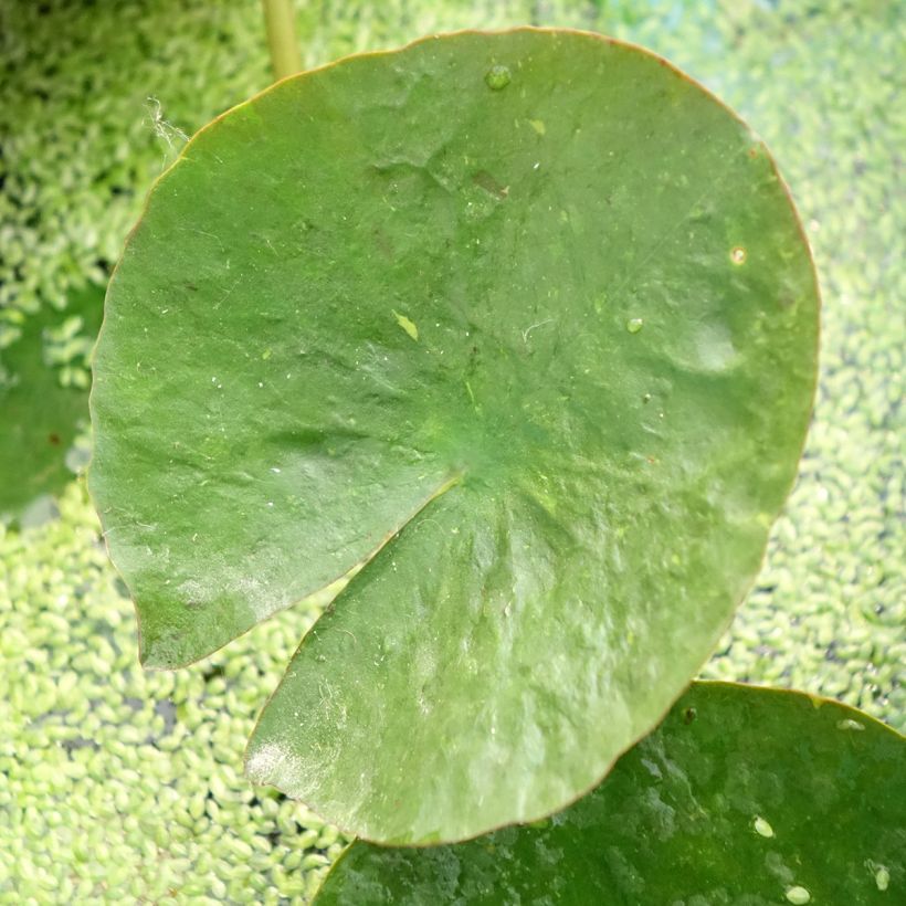 Nenúfar Mangkala Ubol (Folhagem)