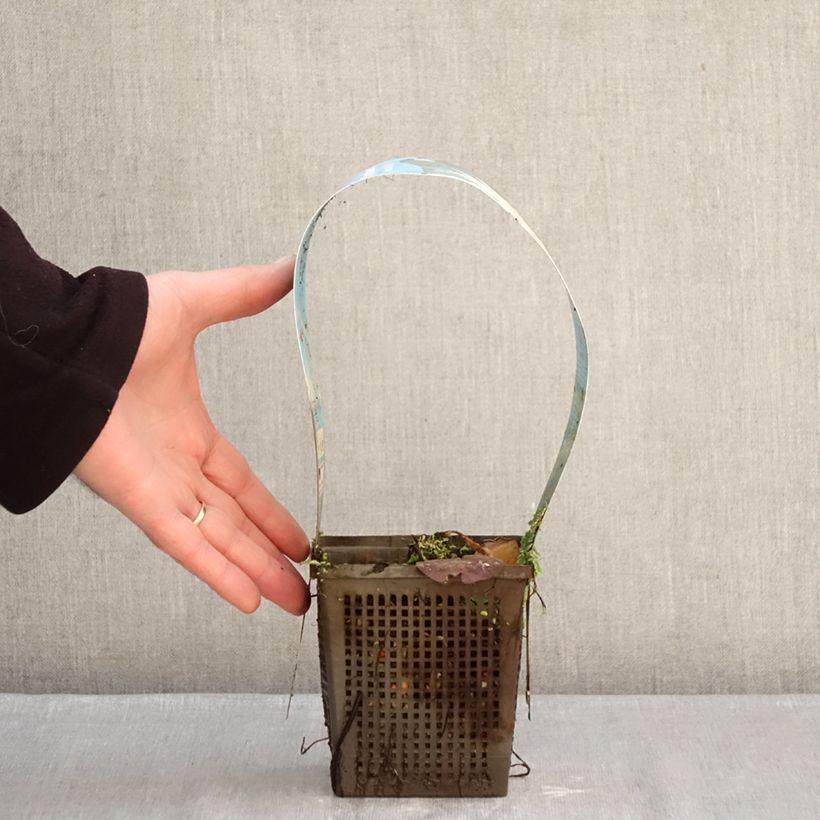 Amostra de Nenúfar Mangkala Ubol Vaso de 1 L/1,5 L tal como entregue no inverno