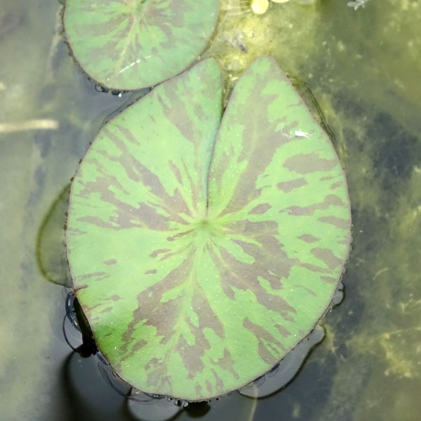 Nenúfar tropical Marian Strawn (Folhagem)