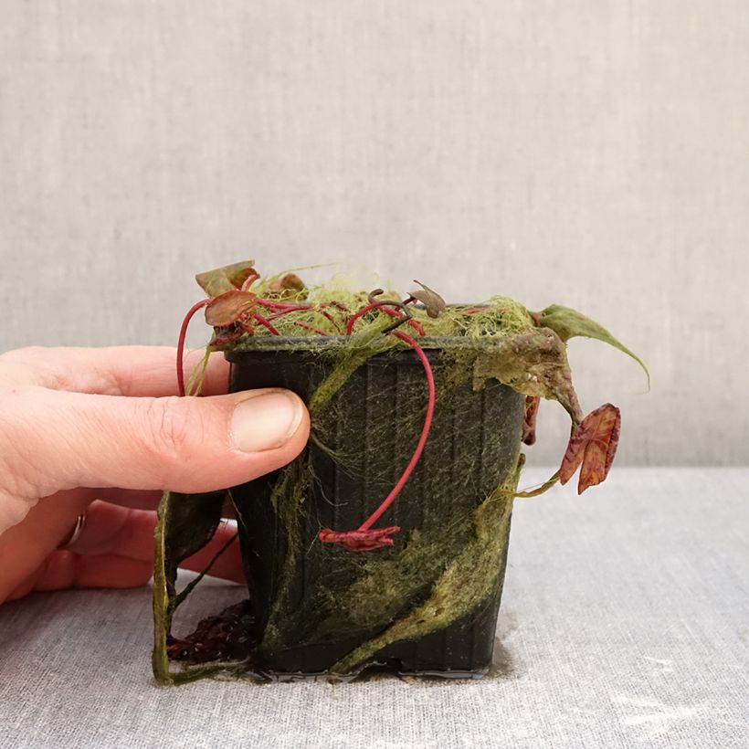 Amostra de Nymphaea Marian Strawn - Nénuphar tropical blanc Vaso de 1,5 L/2 L tal como entregue no inverno