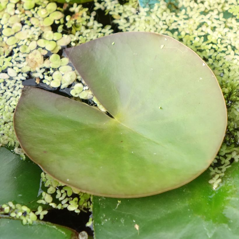 Nenúfar Marliacea Albida (Folhagem)