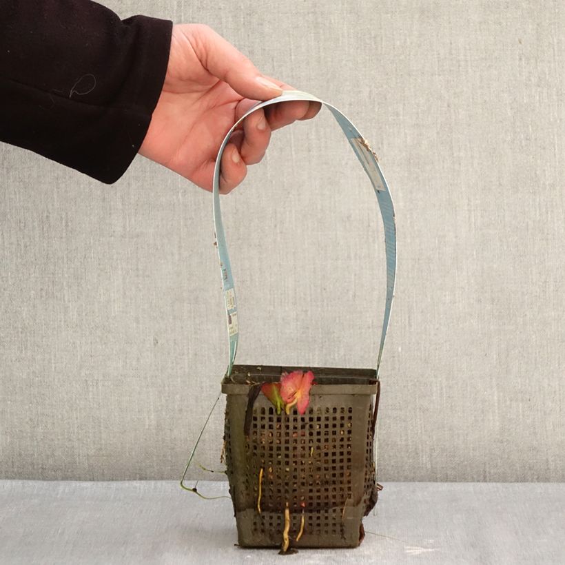 Amostra de Nymphaea Marliacea Albida - Nénuphar rustique Vaso de 1 L/1,5 L tal como entregue no inverno