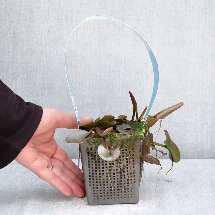 Amostra de Nenúfar Marliacea Albida Vaso de 1 L/1,5 L tal como entregue na primavera